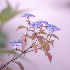 2025/06/25 紫陽花 collection ♡ 03