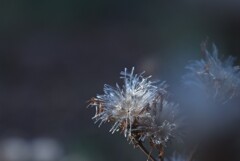 ＊2024/12/02 Winter art・・・♡