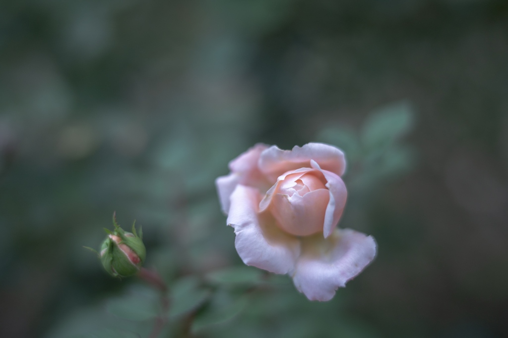 2025/10/21 Rose collection ♡ 32