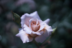 Rose collection  2019-03