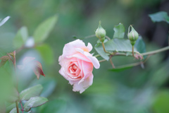 Rose collection ♡ 2017-25
