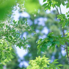 green shower に揺れて・・・♬