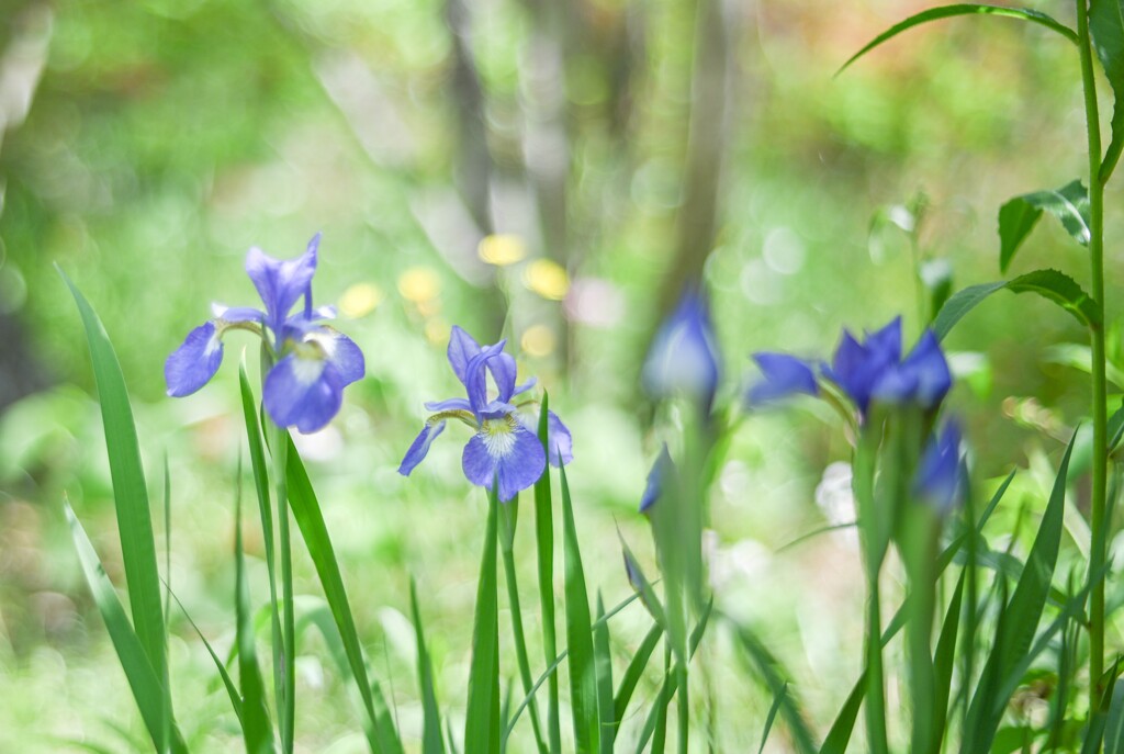 2024/05/10 野の花だより・・・♡
