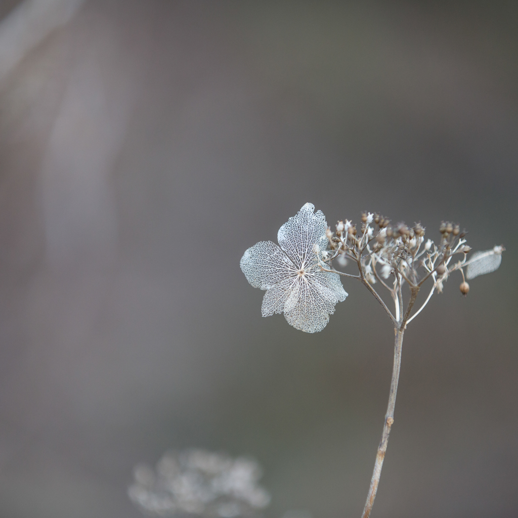 12月の紫陽花・・・♡