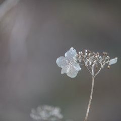 12月の紫陽花・・・♡