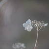 12月の紫陽花・・・♡