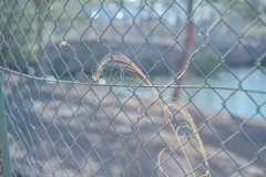 2025/03/01 ♥ fence ♥