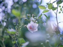 Rose collection    2018-07