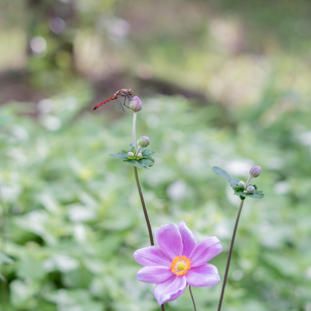 花だより・・・♪