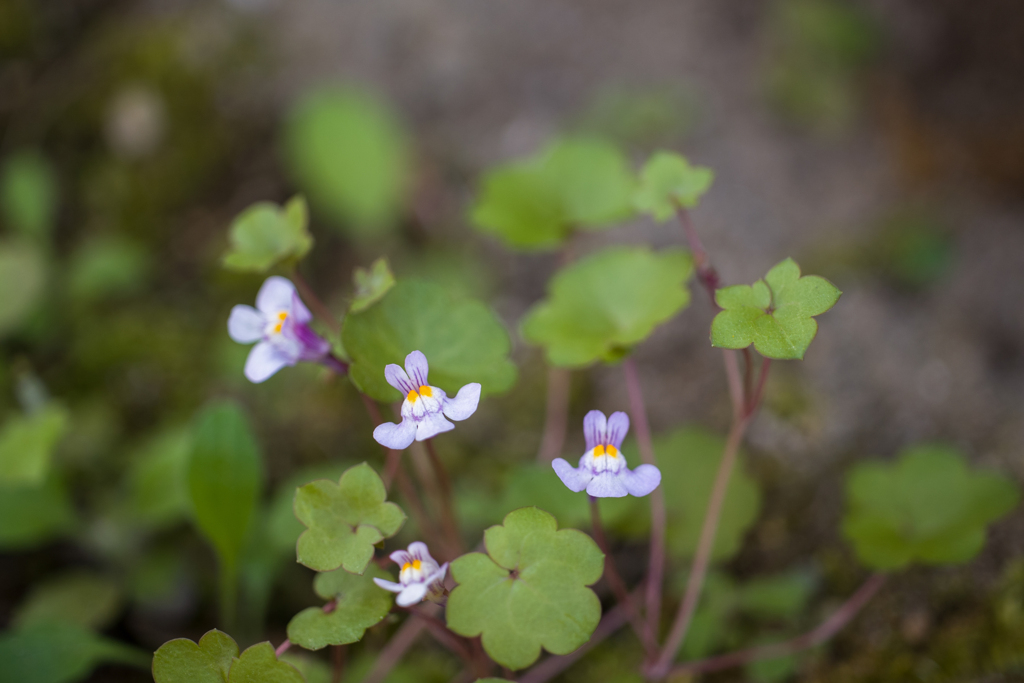 20220507　誰かに似てる・・・(^^♪