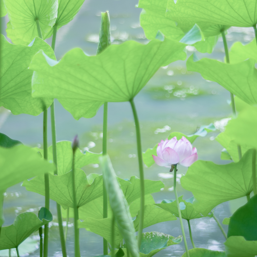20220711 清らかなこころ・・・♡