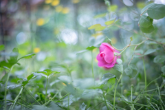 2025/06/06 Rose collection ♡ 03