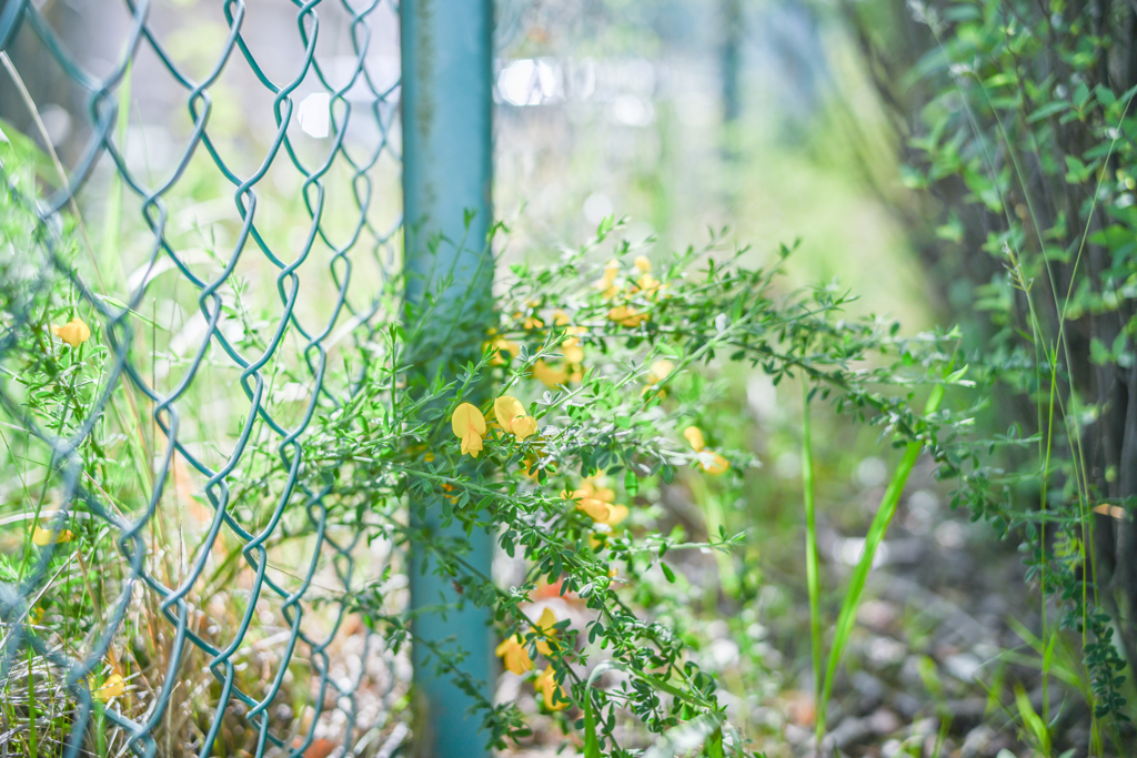 2024/05/11 ♥ fence ♥