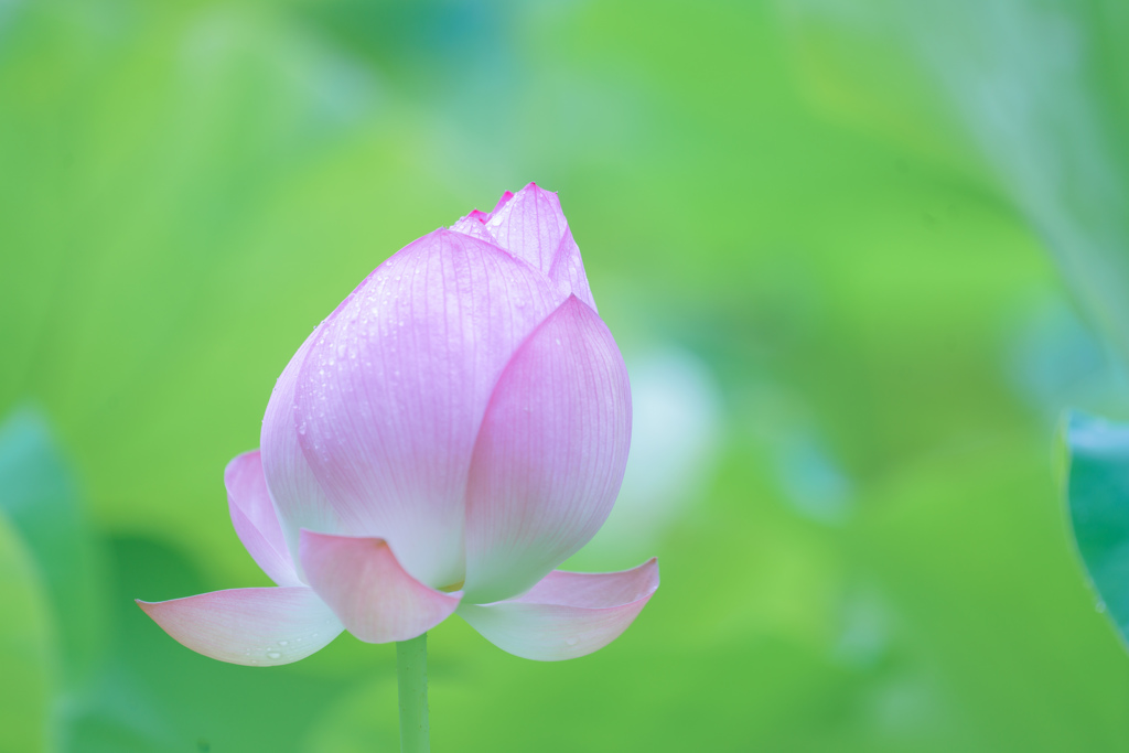 清らかな心・・・♡
