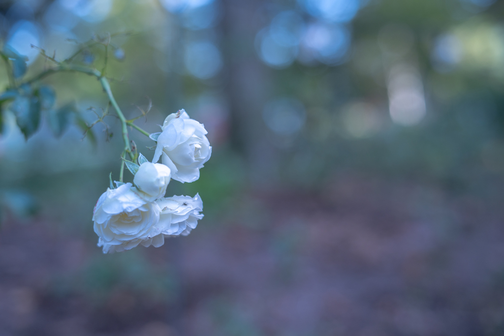 2025/10/17 Rose collection ♡ 30