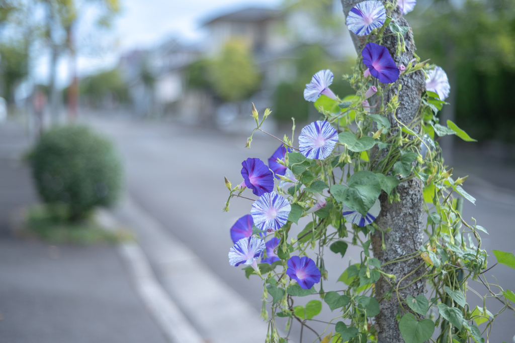 2025/10/07 朝顔は秋に・・・♡