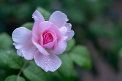 2025/07/04 Rose collection ♡ 21