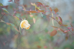 2025/12/09 Rose collection ♡ 50