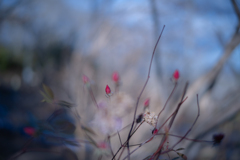 2026/01/09 Rose collection ♡ 56