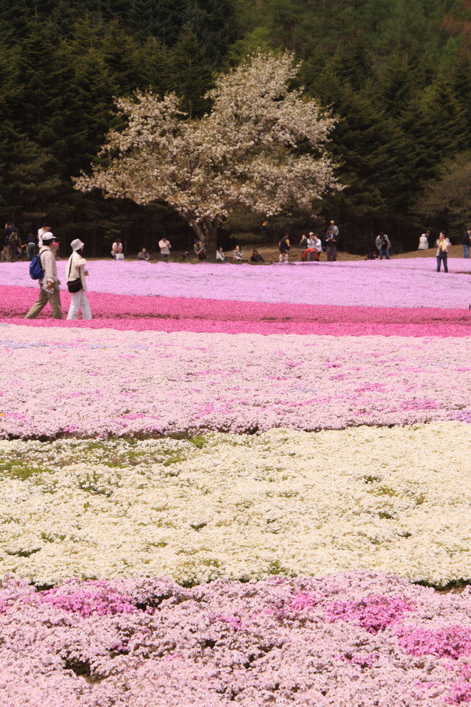 芝桜