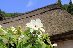 夏の花