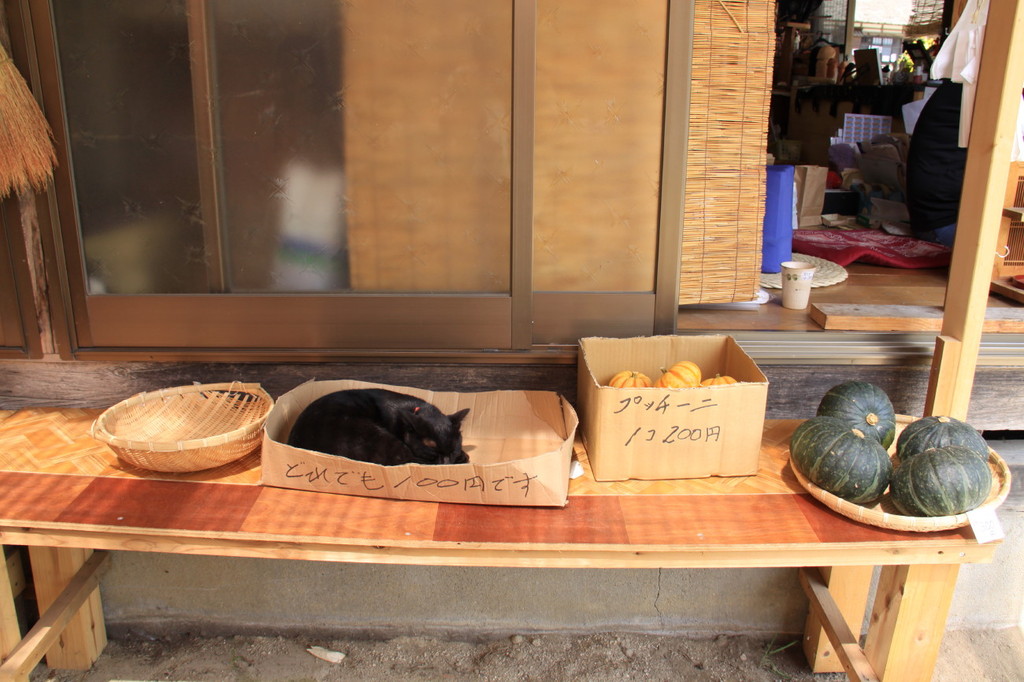 この猫100円