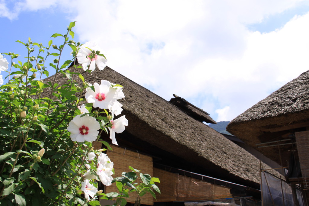 夏の花