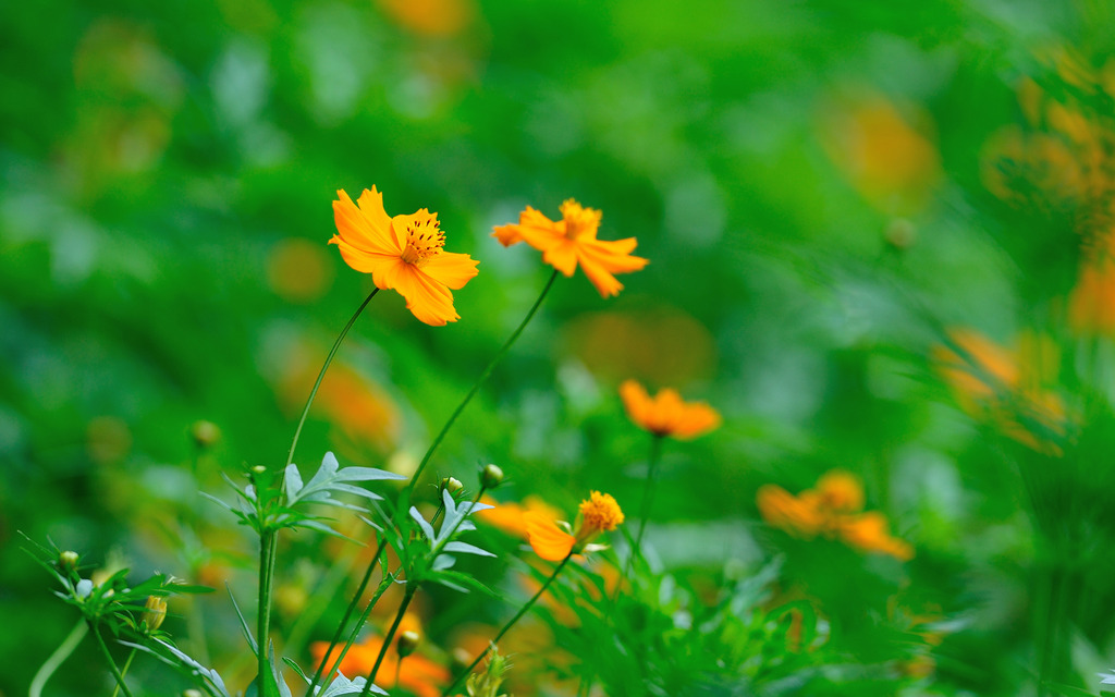 Les fleurs
