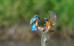Kingfishers