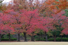 桜紅葉1