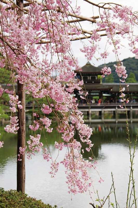 桜_4