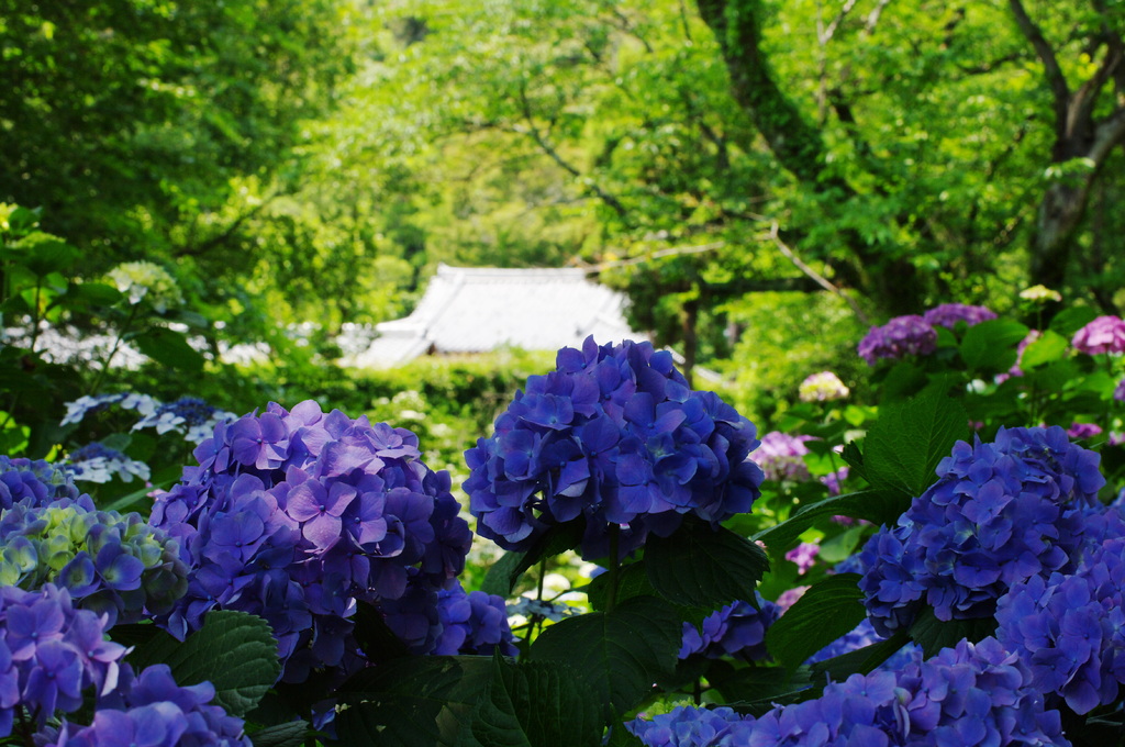 矢田寺-2A