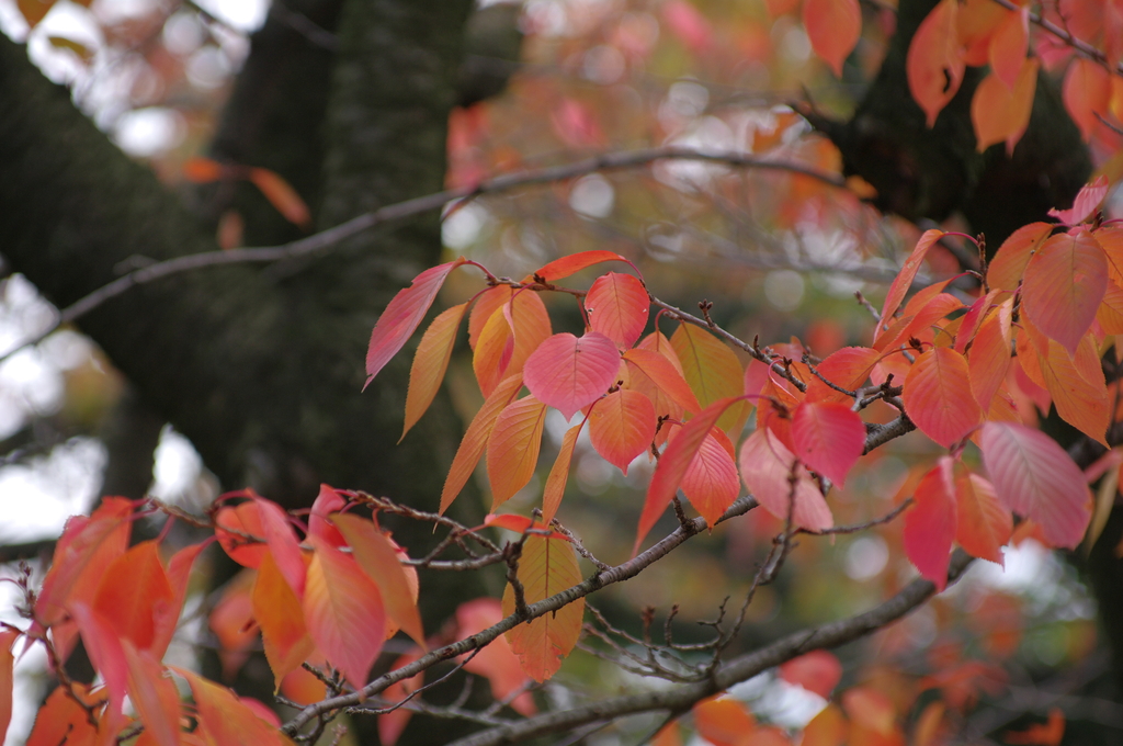 桜紅葉2 