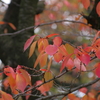桜紅葉2 