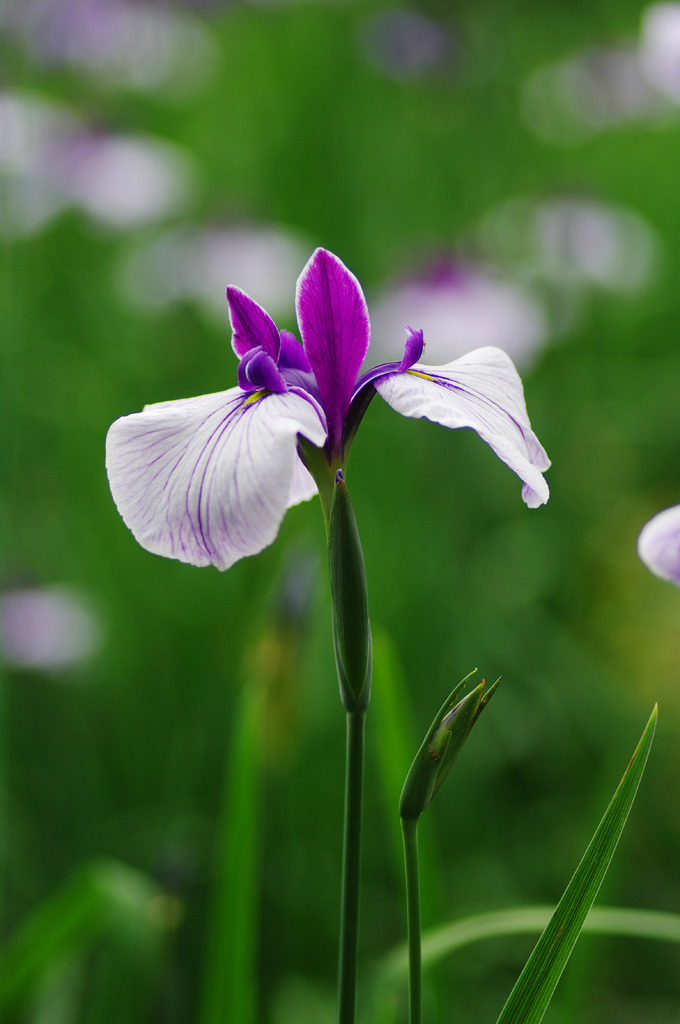 花菖蒲－２