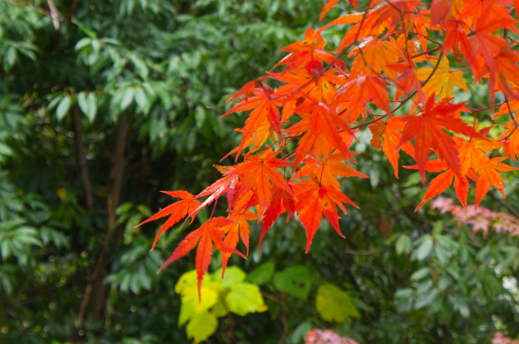 鶏足寺-6