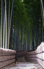 冬の嵯峨野竹林-3