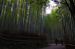 冬の嵯峨野竹林-1