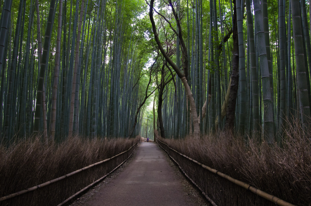 冬の嵯峨野竹林-2