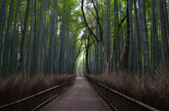 冬の嵯峨野竹林-2