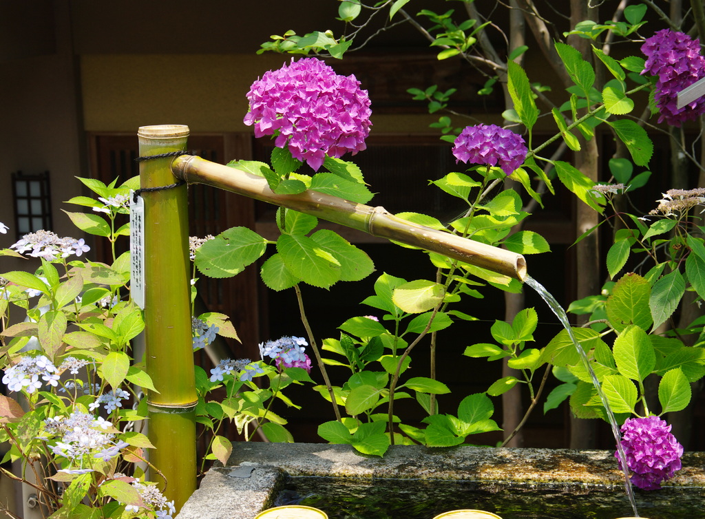 矢田寺-4A