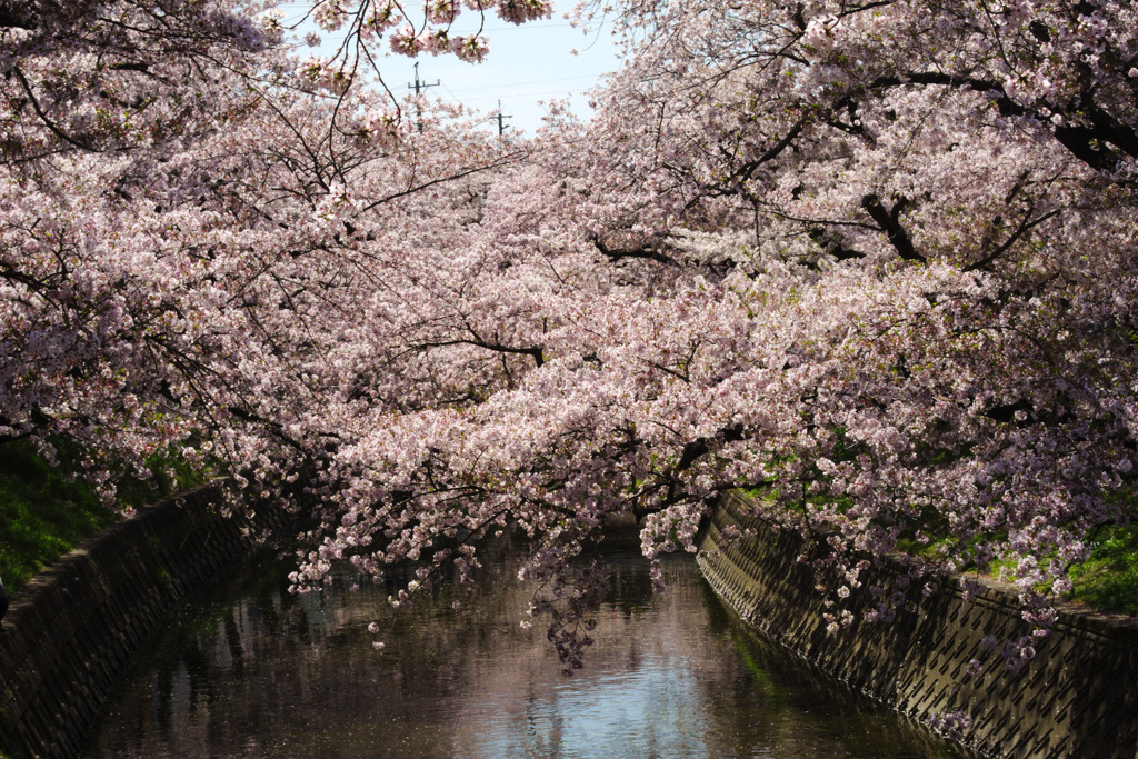 今年最後の五条川の桜(3)