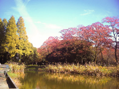 庄内緑地公園の秋(4)