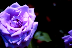 魅惑のばら・ブルームーン