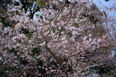 日中の四季桜