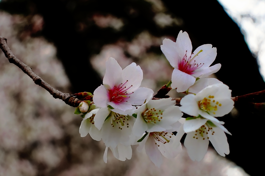 12月の四季桜