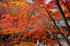 素晴らしい紅葉の寂光院