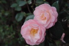 美しいピンクのつばき