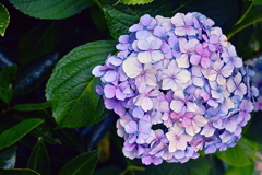 シーズン末期の紫陽花