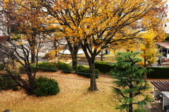 寒くなりました